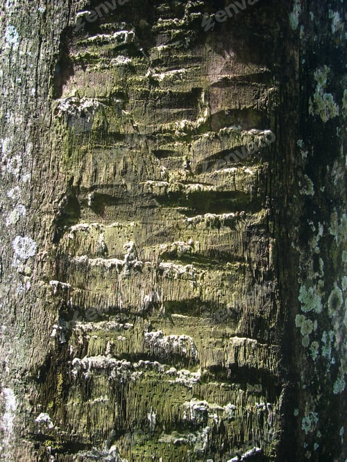 Preview: Palm Tree Trunk Texture Background