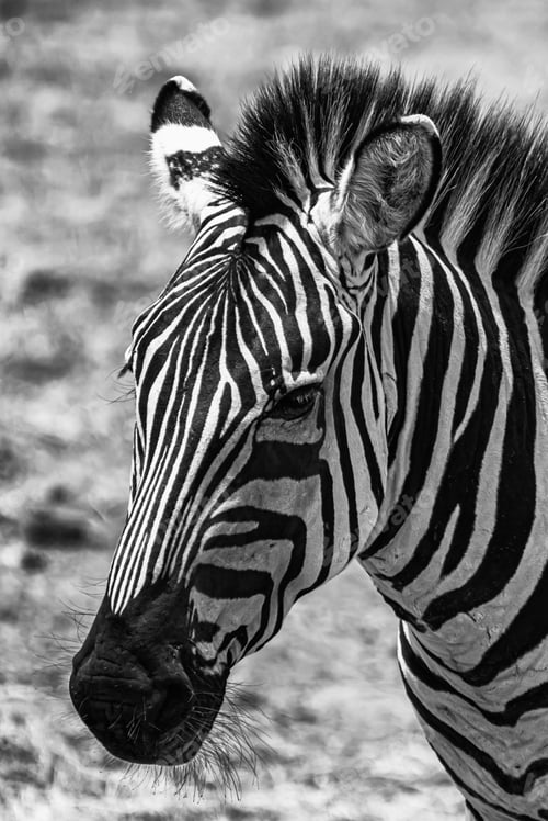 Preview: A Greyscale Closeup Of A Zebra In A Field Under The Sunlight With A Blurry Background