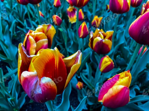 Preview: Beautiful Tulips Of All Types Of Colors In The City Of Chicago,