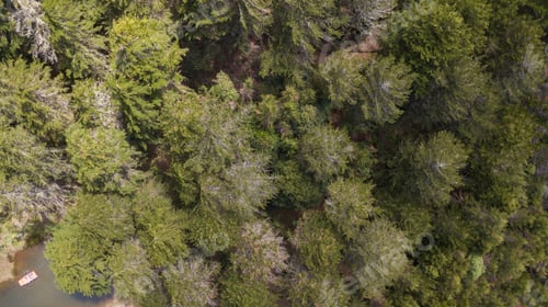 Preview: Impressive Aerial Bird View Of The Forest