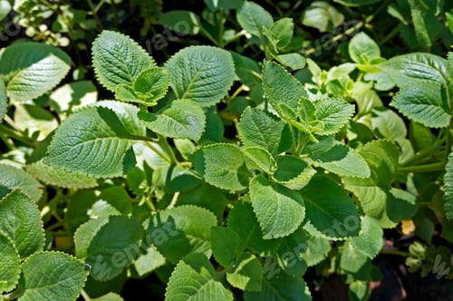 Preview: Cuban Oregano, Indian Borage, Indian Mint, Mexican Mint, Mexican Oregano Or Spanish Thyme