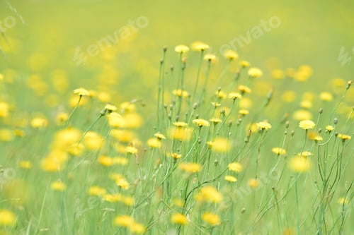 Preview: Flowery Landscape In The Plain, La Pampa, Patagonia, Argentina