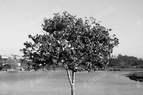 Preview: A Grayscale Shot Of A Single Tree On The Beach