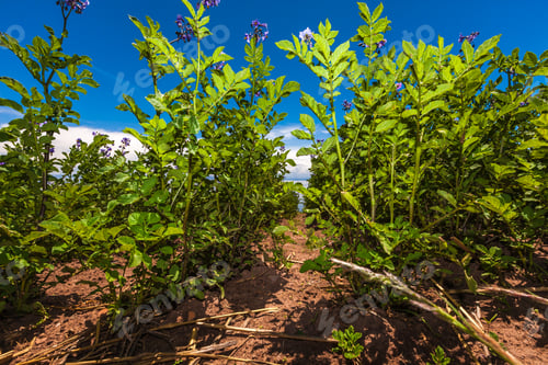 Preview: Bean Field Plantation. March 8, 2017, Taquile Island Puno Peru.