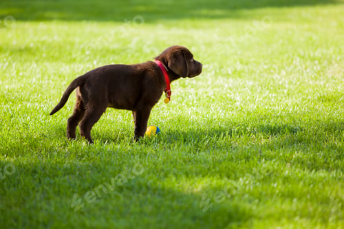 Preview: Cute Labrador Puppy Hanging Out In A Park On A Sunny Day