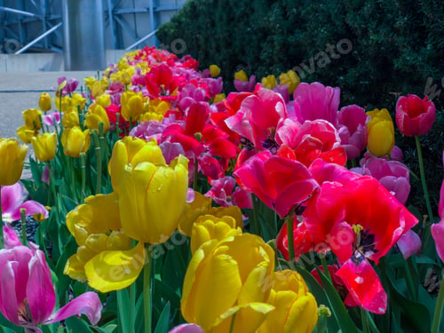 Preview: Beautiful Tulips Of All Types Of Colors In The City Of Chicago,
