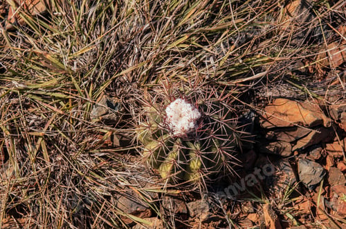 Preview: A Beautiful Cactus In Aruba