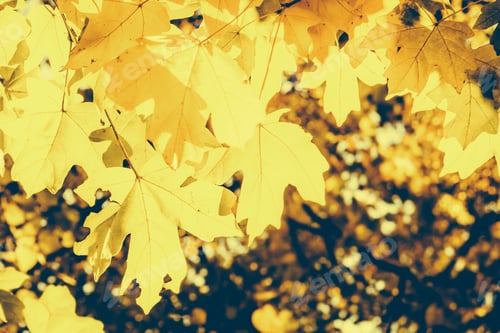Preview: A Picture Of A Tree With Yellow Leaves