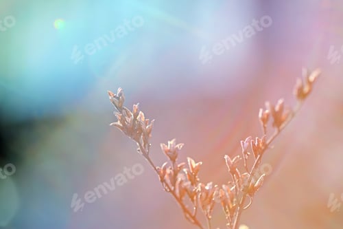 Preview: First Leafes And Kidneys In Spring Inbright Sunlight
