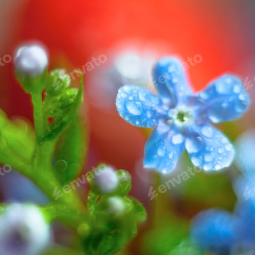 Preview: A Bunch Of Forget Me Nots With Morning Dew Drops