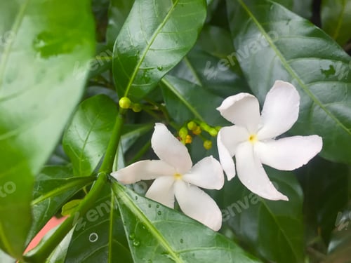 Preview: Beautiful Plumeria Flowers Taken In Varkala, Kerala, India