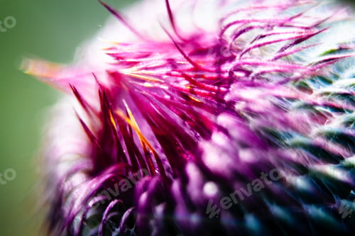 Preview: Closeup Of A Milk Thistle Flower