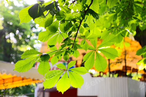 Preview: Chesnut Tree Leafes In Sun Light