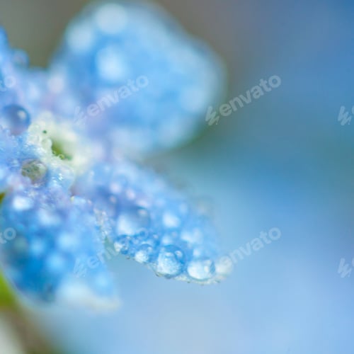 Preview: A Bunch Of Forget Me Nots With Morning Dew Drops