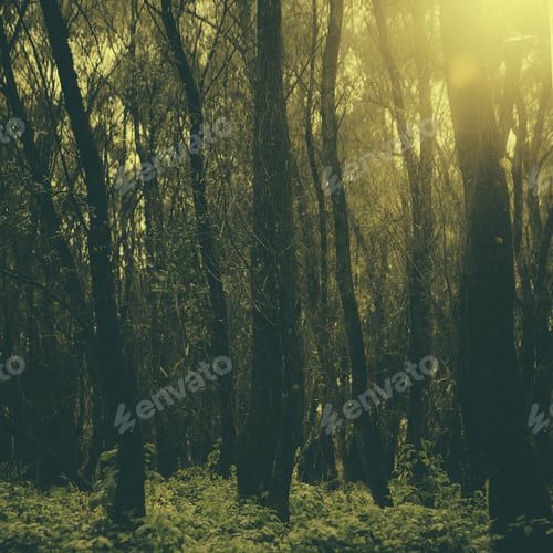 Preview: Misty Morning In The Forest