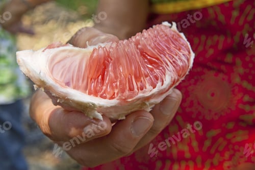 Preview: Pomelo (Citrus Maxima Or Citrus Grandis) Taken On Plantation In Kerala, India