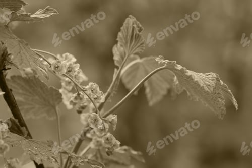 Preview: Birch Leaves