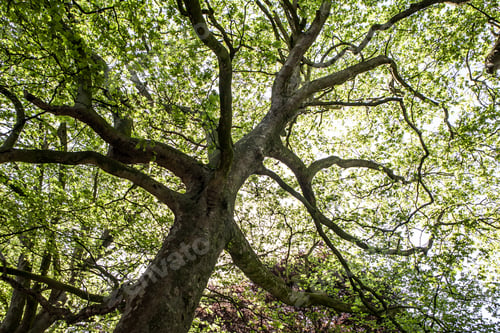 Preview: Green Natural Background Of Trees In Summer