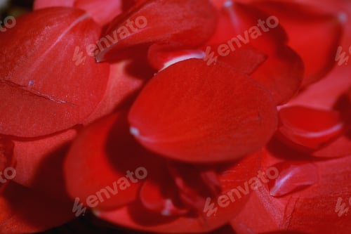Preview: Close Up of Delicate Red Flower Petals