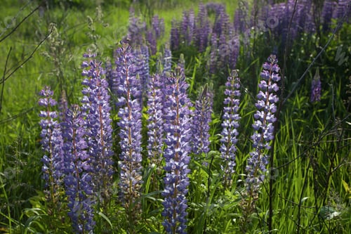 Preview: Lupine Flowers Field In Early Summer
