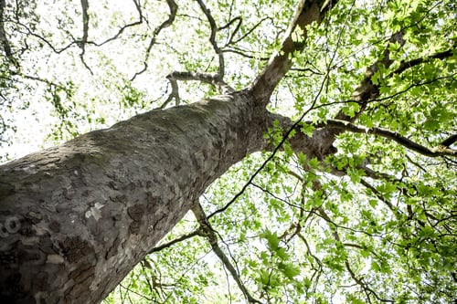 Preview: Green Natural Background Of Trees In Summer
