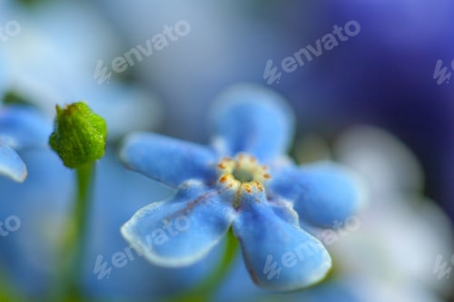 Preview: Macro Of Forget-Me-Not Flower