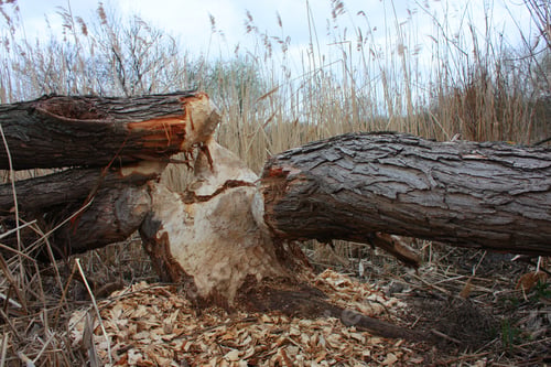 Preview: Signs Of Beaver Around Gnawed Tree Shows The Power Of A Beavers Teeth Background Showing Habitat Of
