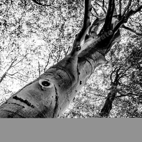 Preview: Black And White Graphical Natural Background Of Trees In Summer
