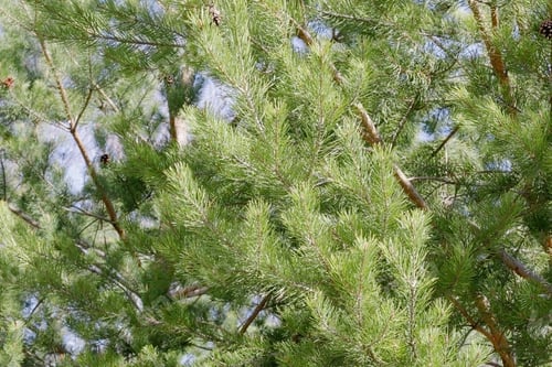 Preview: Landscape Of Suburban Comfort Trees And Meadows