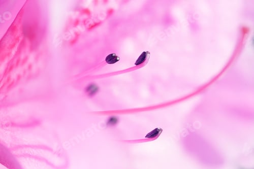 Preview: Bright Pink Rhododendron Macro Photo