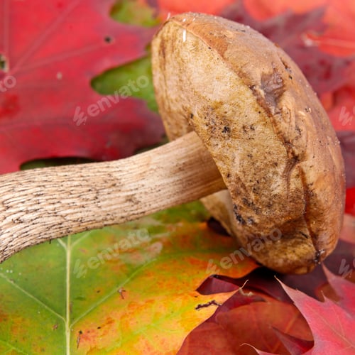 Preview: Autumn Background With Leafes And Mushrooms
