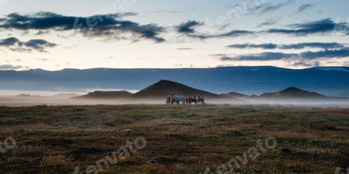 Preview: Misty Sunset In Iceland, Grazing Horses In Fields And Hills
