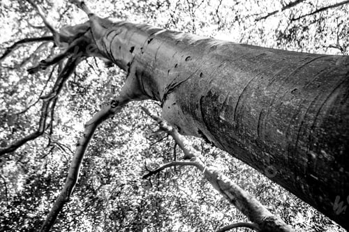 Preview: Black And White Graphical Natural Background Of Trees In Summer