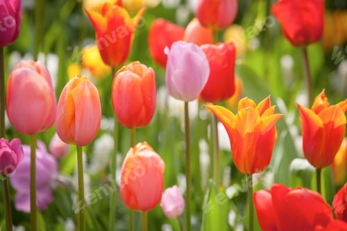 Preview: Colorful Tulips In The Park.