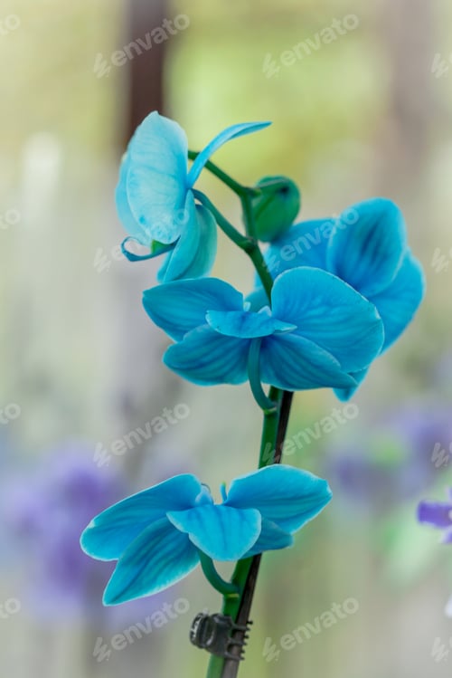 Preview: Beautiful Blue Orchids