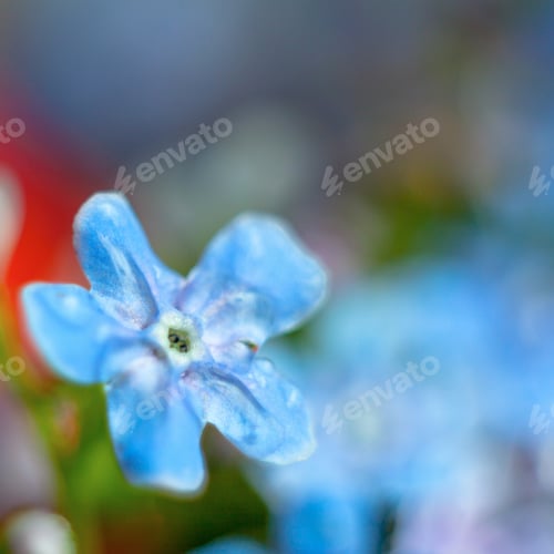 Preview: A Bunch Of Forget Me Nots With Morning Dew Drops