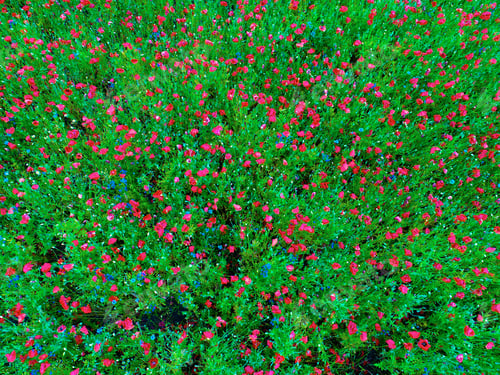 Preview: Large Field Of Red Poppy Flowers In Early Summer