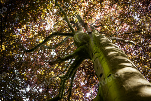 Preview: Green Natural Background Of Trees In Summer