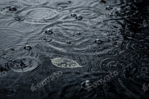 Preview: Autumn Leaf In Puddle