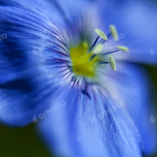Preview: Close-Up Of Blue Flax Flower. Macro