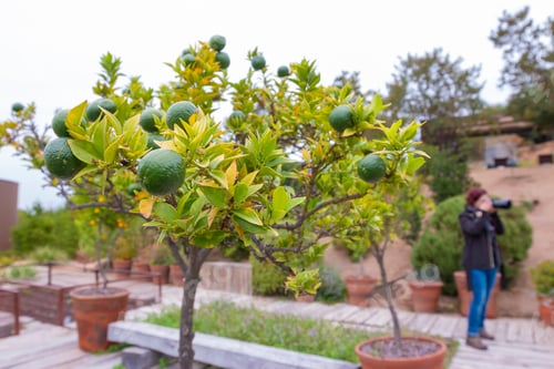 Preview: Lemon Tree Detail In Chilean Farm