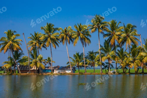 Preview: Palm Trees Taken On The Backwaters Of Kerala, India