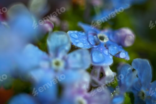 Preview: A Bunch Of Forget Me Nots With Morning Dew Drops