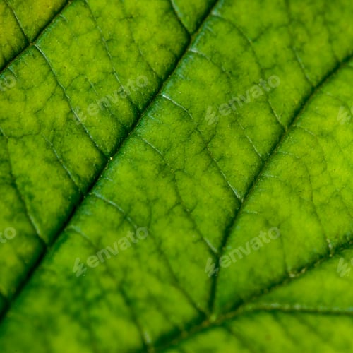 Preview: Green Leaf With Structure, Macro
