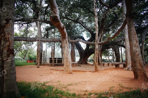 Visualização: Famous Banyan Tree In Auroville, India
