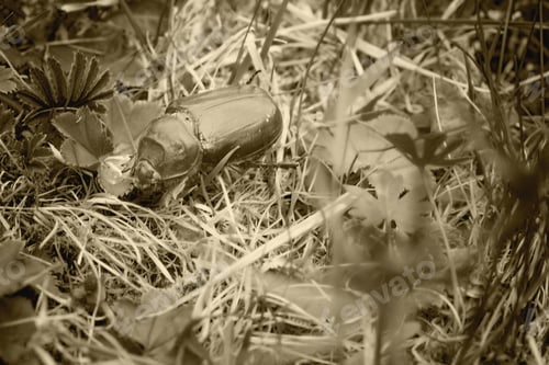 Preview: Rhinoceros Beetle Macro