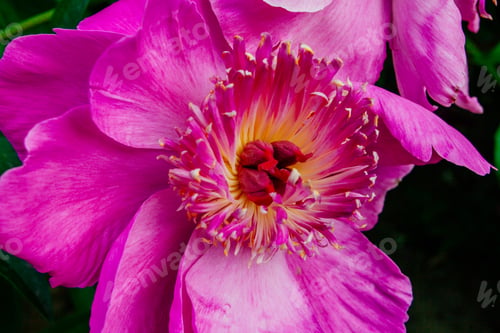 Preview: Beutiful Peony Flower Taken In Botanical Garden In Summer