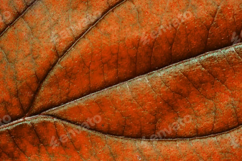 Preview: Red Autumn Leaf With Structure, Macro