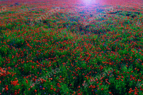 Preview: Large Field Of Red Poppy Flowers In Early Summer