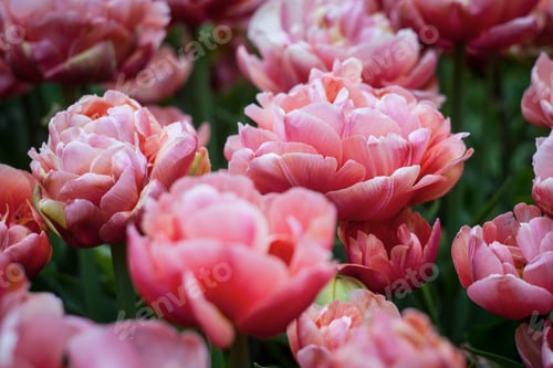 Preview: Pink Tulips In Field In Netherlands
